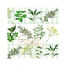 Decoupage Napkin Herbs 13309330