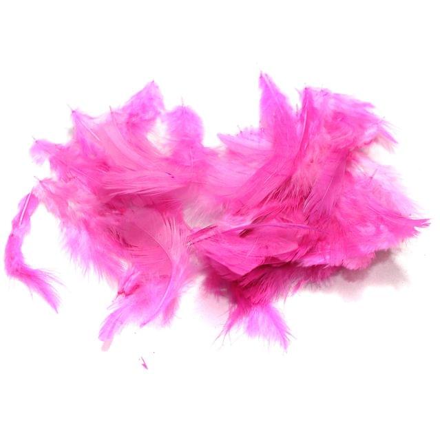 Pink Soft Feathers